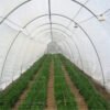 HDPE UV Plastic Mesh Resistant Greenhouse Insect Net for Green House